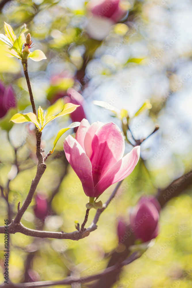 Obraz premium Blossoming of pink magnolia flowers in spring time