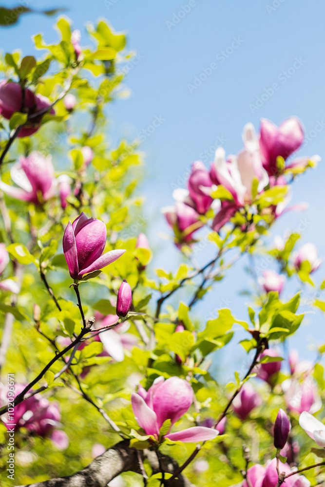 Obraz premium Blossoming of pink magnolia flowers in spring time