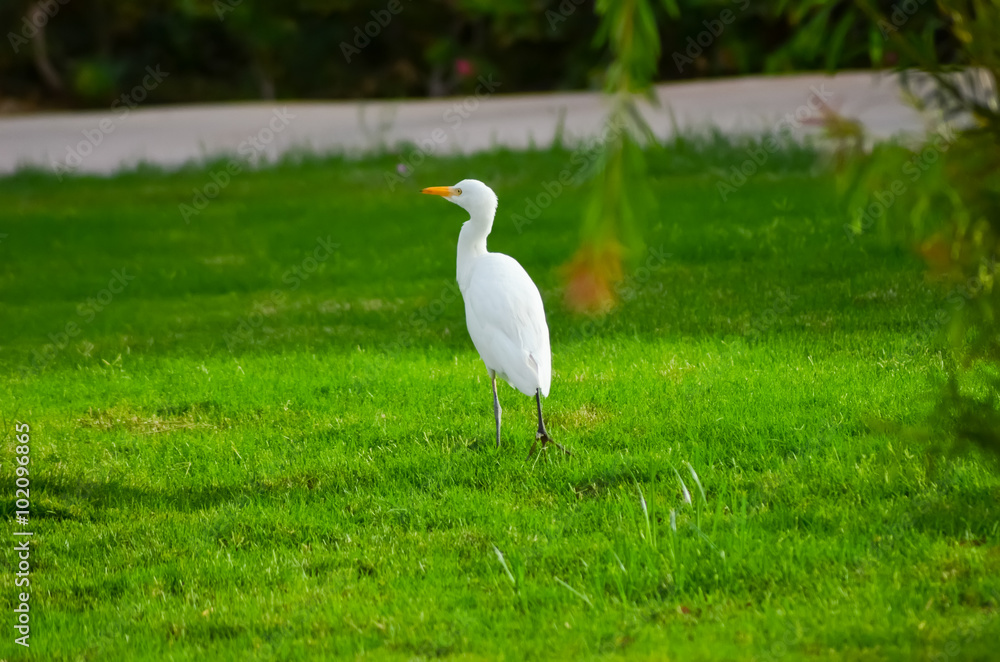 Obraz premium Egypt white bird on a green meadow