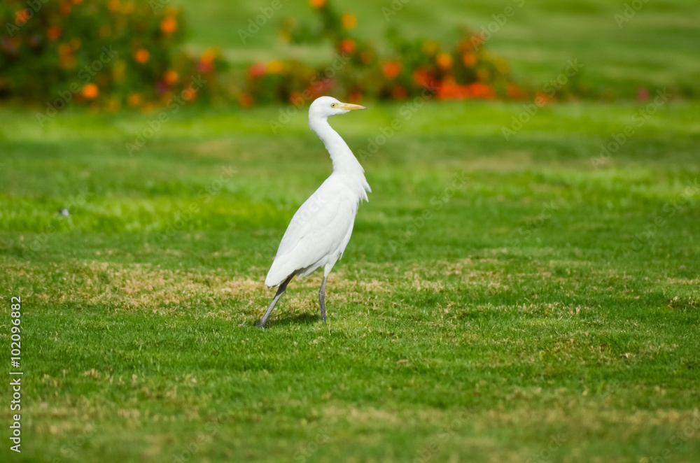 Obraz premium Egypt white bird on a green meadow