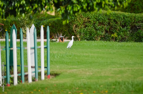 Egypt white bird on a green meadow