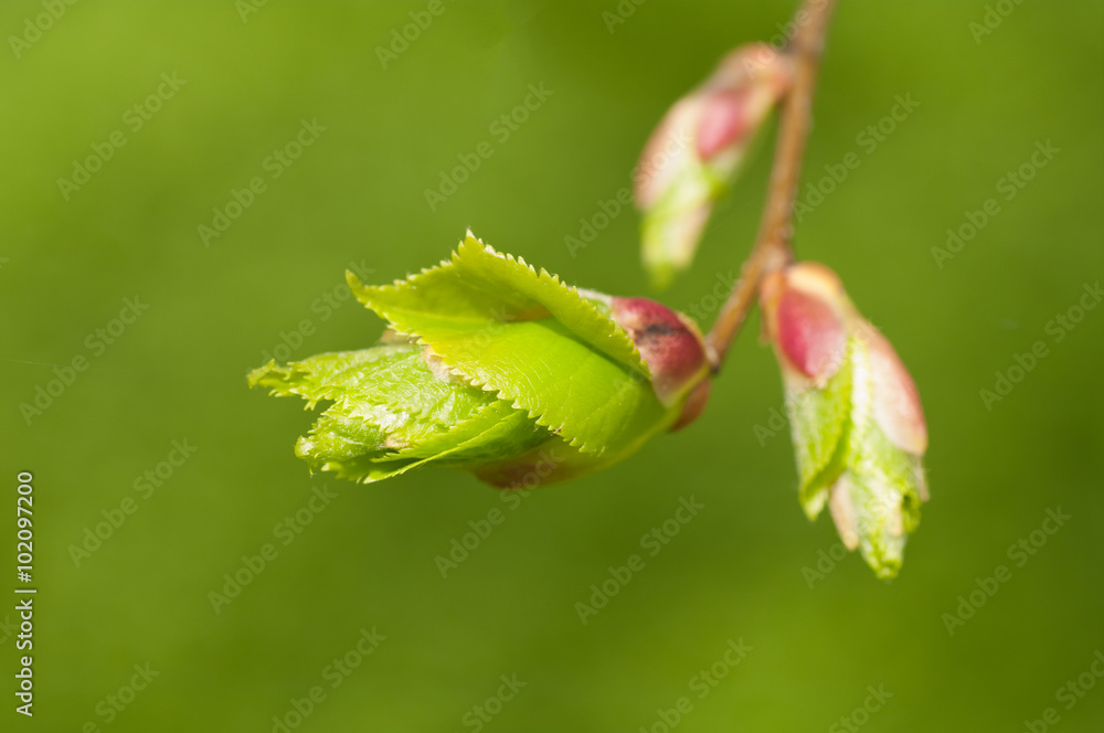 branch with young leaves on a green background branch with young leaves on a green background
