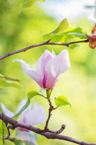 Blossoming of pink magnolia flowers in spring time