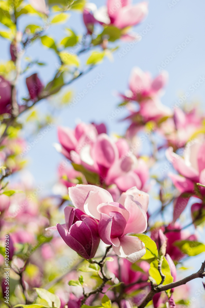 Obraz premium Blossoming of pink magnolia flowers in spring time