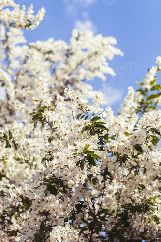 Spring tree with white flowers © torriphoto