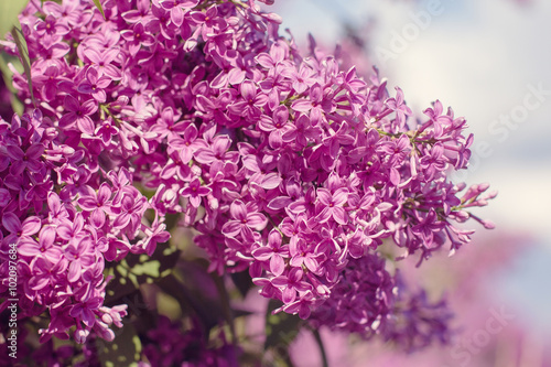 Fototapeta Naklejka Na Ścianę i Meble -  Beautiful purple lilac flowers outdoors