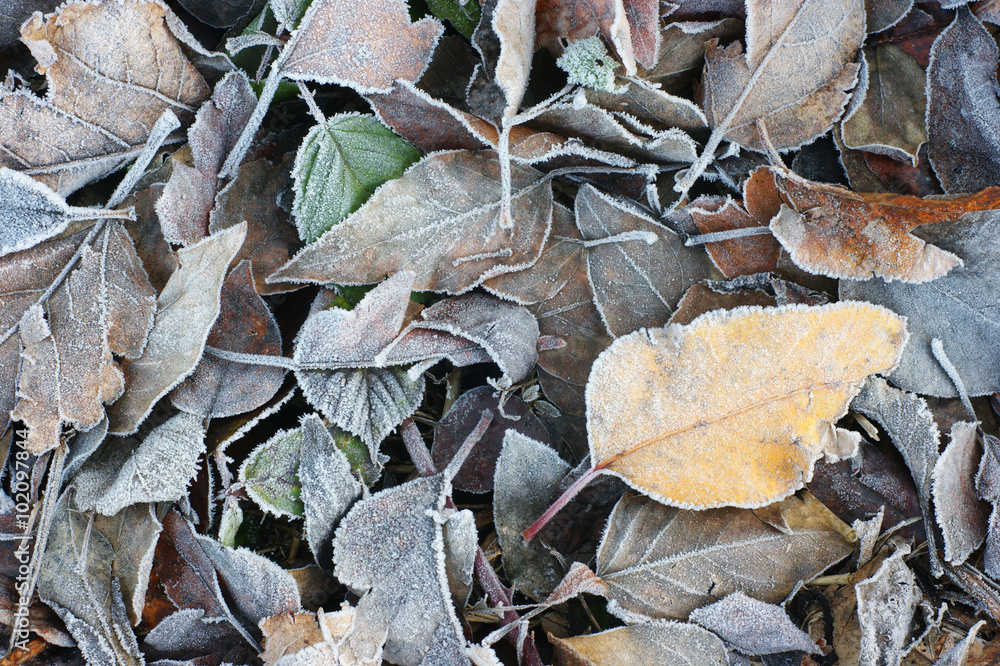 Leaves lay frozen on the ground Leaves lay frozen on the ground