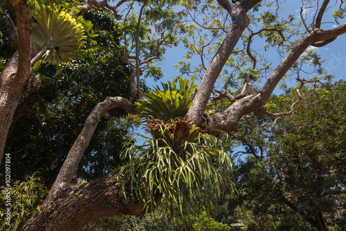 epiphytic bromeliads growing on tree