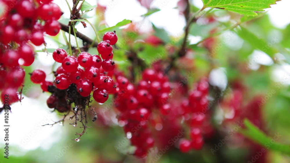 Currant branches covered with red ripe berries, camera moving up with selecting focus
Currant branches covered with red ripe berries, camera moving up with selecting focus