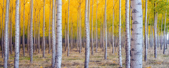 Papier peint photo Pantone 2025 Mocha Mousse Beautiful Trees Leaves Changing Autumn  © Christopher Boswell