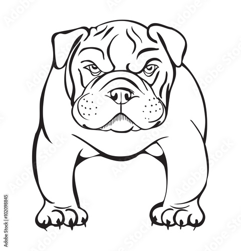 angry bulldog