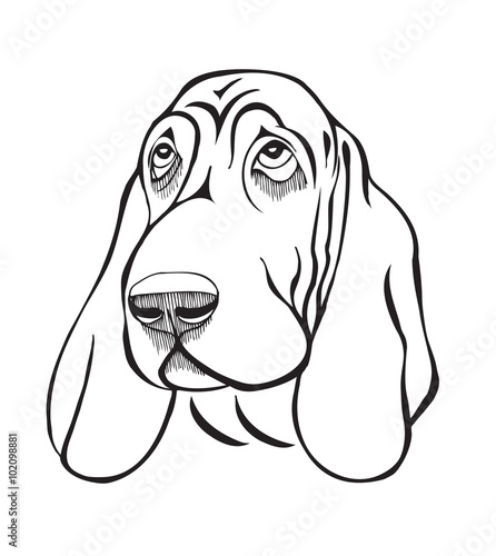 Dog breed basset head
