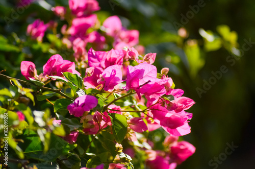 Wallpaper Mural what flowers grow on the beaches of Egypt? Torontodigital.ca