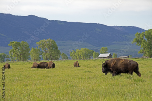 Close up Bison grazing on grass in Yellowstone.