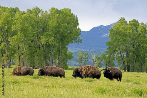 Four Bison moving through a field in Yellowstone.