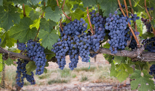 Grapes on the Vine photo
