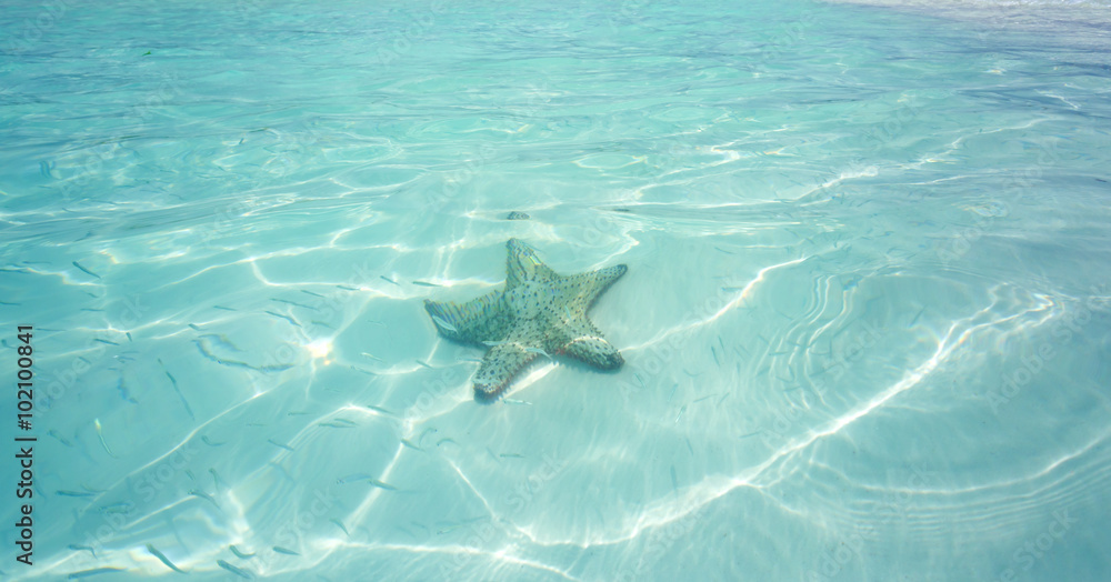 Starfish in clear water