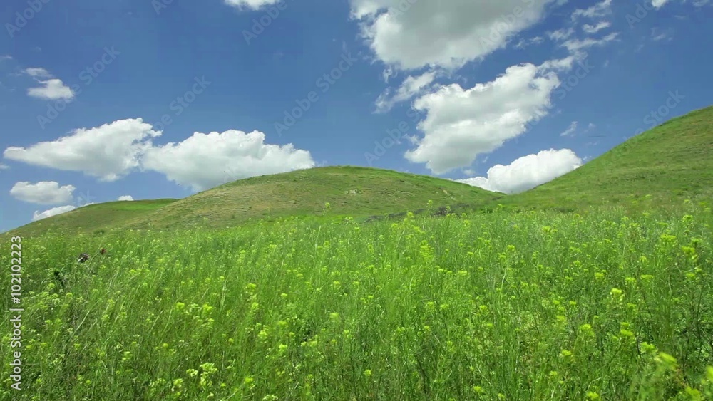 Field flowers and plants shaking at light wind at hill landscape in northern Serbia Field flowers and plants shaking at light wind at hill landscape in northern Serbia