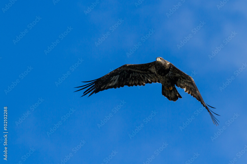 Obraz premium American Bald Eagle in Flight