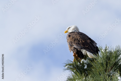 American Bald Eagle photo