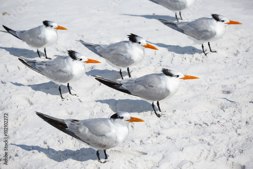 Group of royal terns sea birds stand on sandy Siesta Key beach in Florida photo