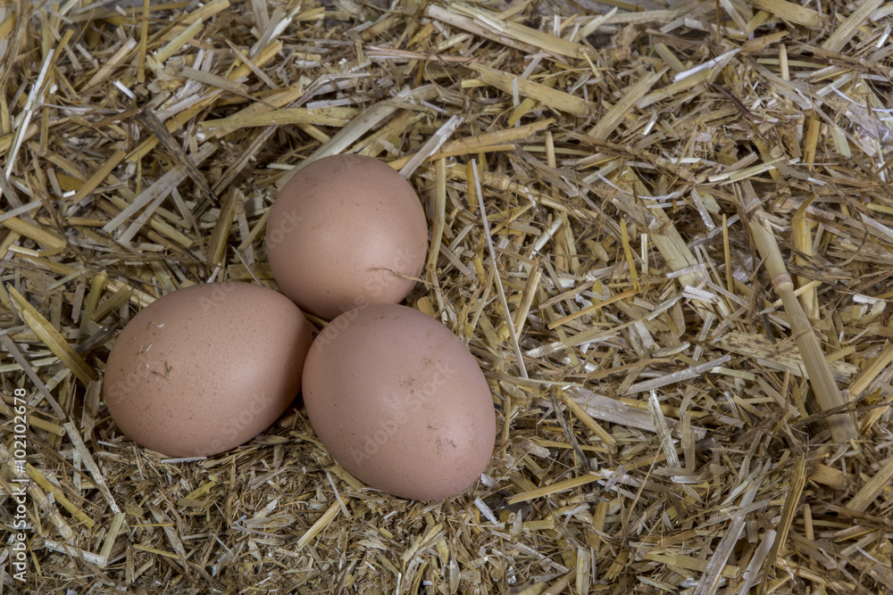 village egg natural village egg natural