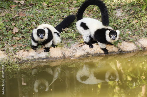 Two Black and white ruffed lemur