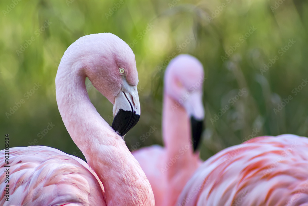 Fototapeta premium Chilean Flamingos