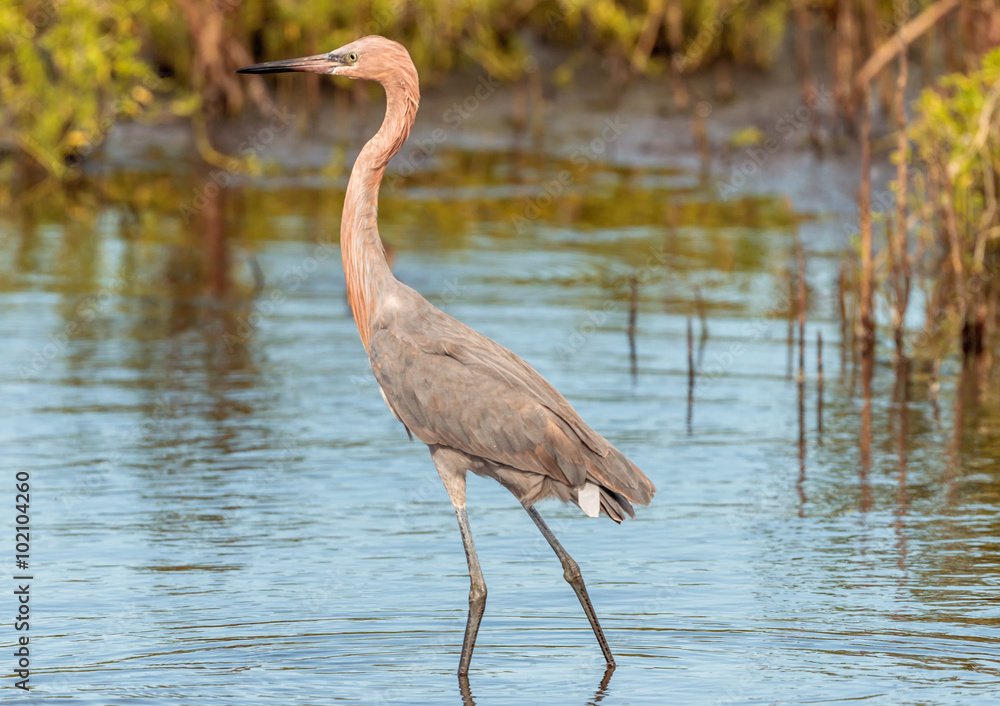 Fototapeta premium Roseate Spoonbill Preening