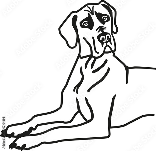 Great dane lying
