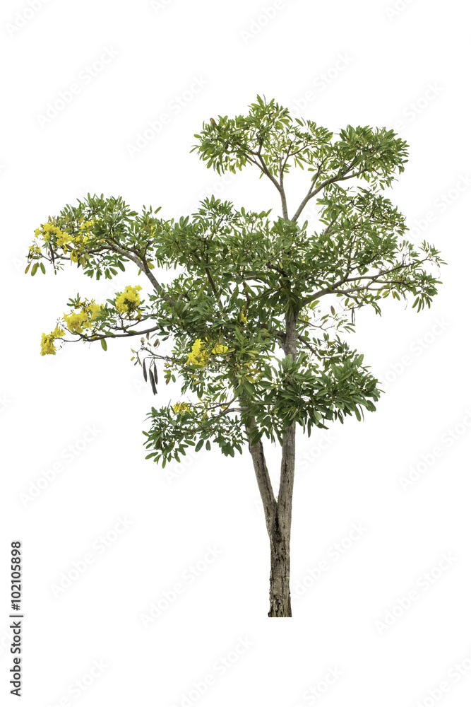 Tree isolated on white background Tree isolated on white background