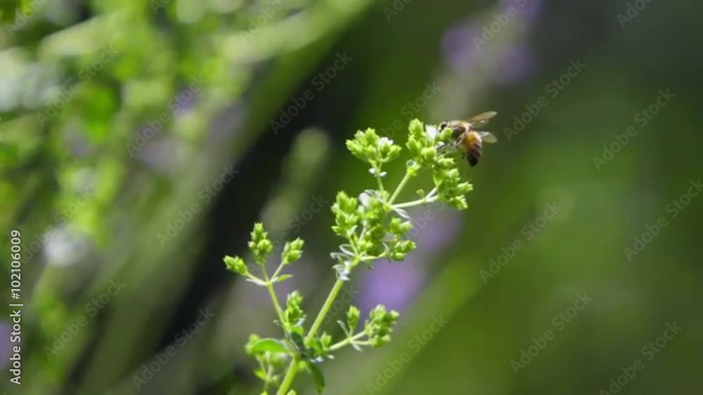 Single bee crawls over a flower Single bee crawls over a flower