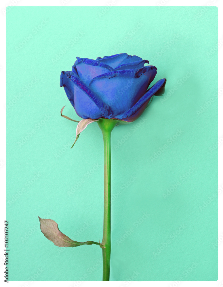 Fototapeta premium Blue rose flower on green background