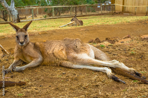 Red Kangaroo sitting