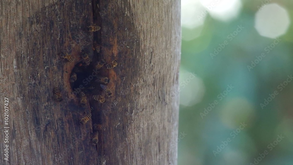 honey bees are flying around the entrance of the primitive bee hive with moving beautiful bokeh background honey bees are flying around the entrance of the primitive bee hive with moving beautiful bokeh background