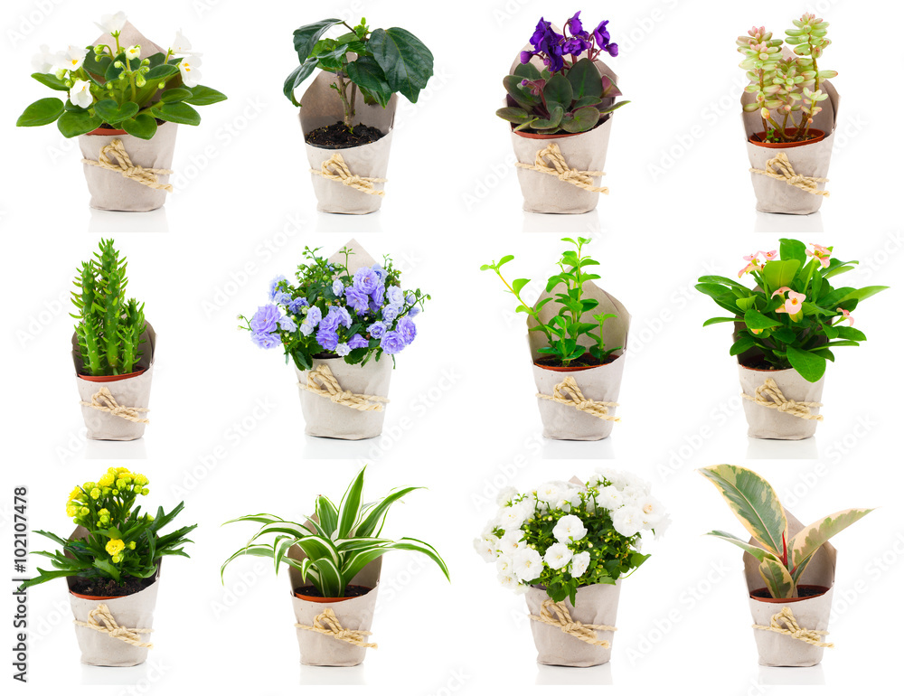 set of green house plant and flower in paper packaging, on white set of green house plant and flower in paper packaging, on white