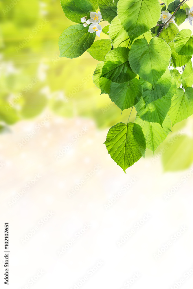 Green background Green background