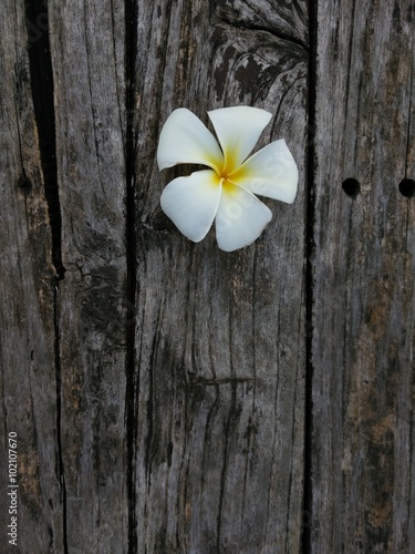 the Frangipani flowers on the old woods and evening tone lights  