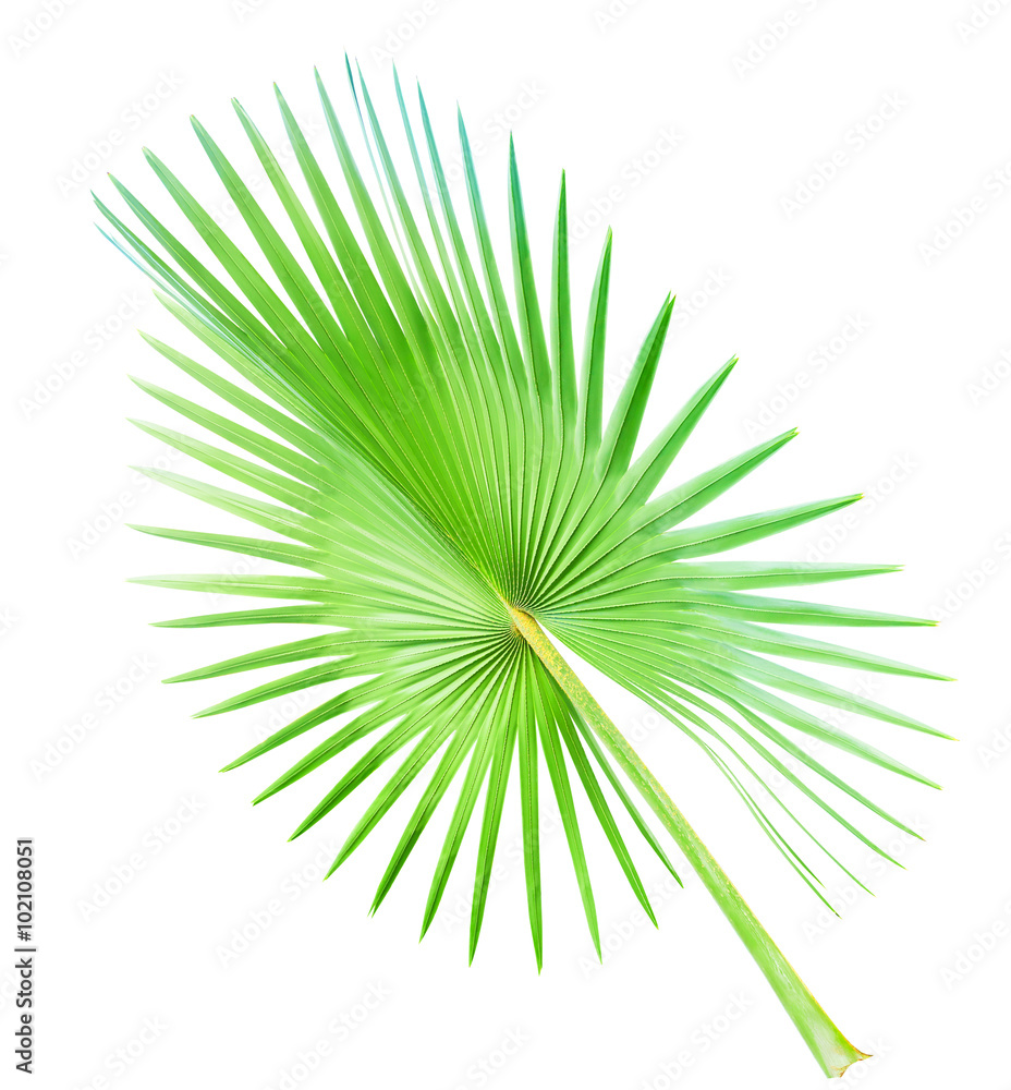 Fototapeta premium big palm leaf isolated on white