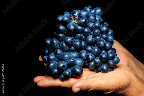 Black grapes in woman hand on black background.