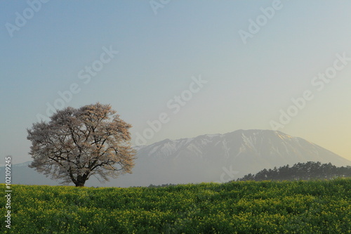 岩手山と一本桜