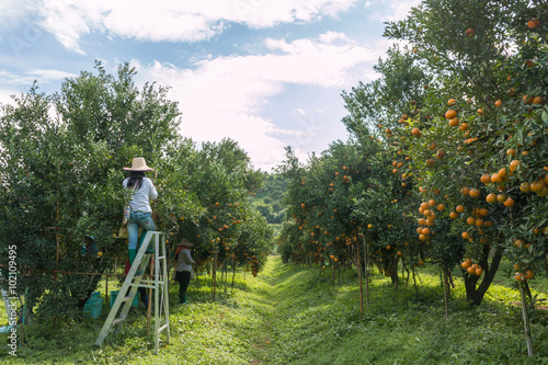 Farmer harvesting oranges