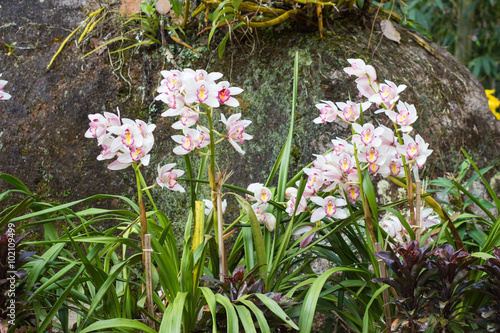 Flowers of cymbidium orchid in garden photo