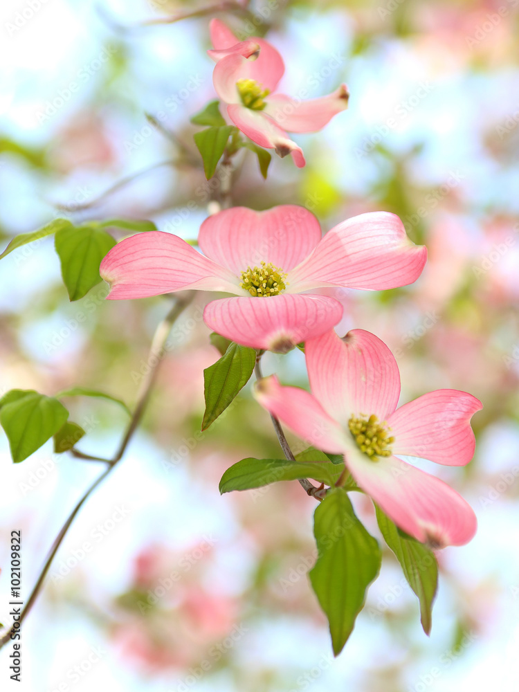 Obraz premium ハナミズキ ピンクの花