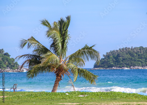 Fototapeta Naklejka Na Ścianę i Meble -  Tropical palm tree on the beach by the sea