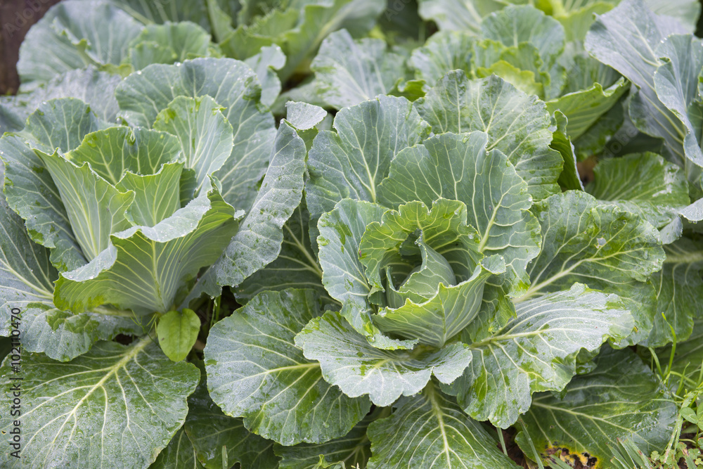 organic vegetable in the garden organic vegetable in the garden