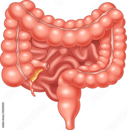 Illustration of Large and Small Intestine
