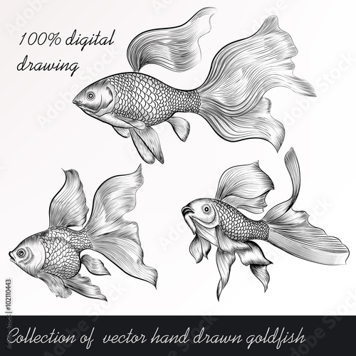 Vector set of filigree drawn goldfish in vintage style