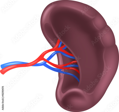 Illustration of Human Spleen Anatomy photo