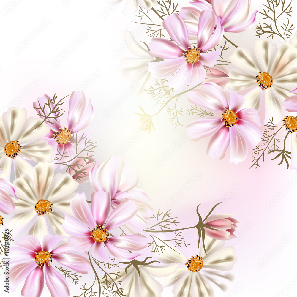 Beautiful vector illustration with field cosmos flowers Beautiful vector illustration with field cosmos flowers